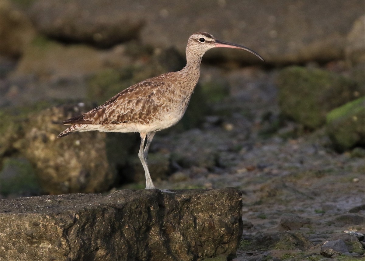 Whimbrel - Dean LaTray