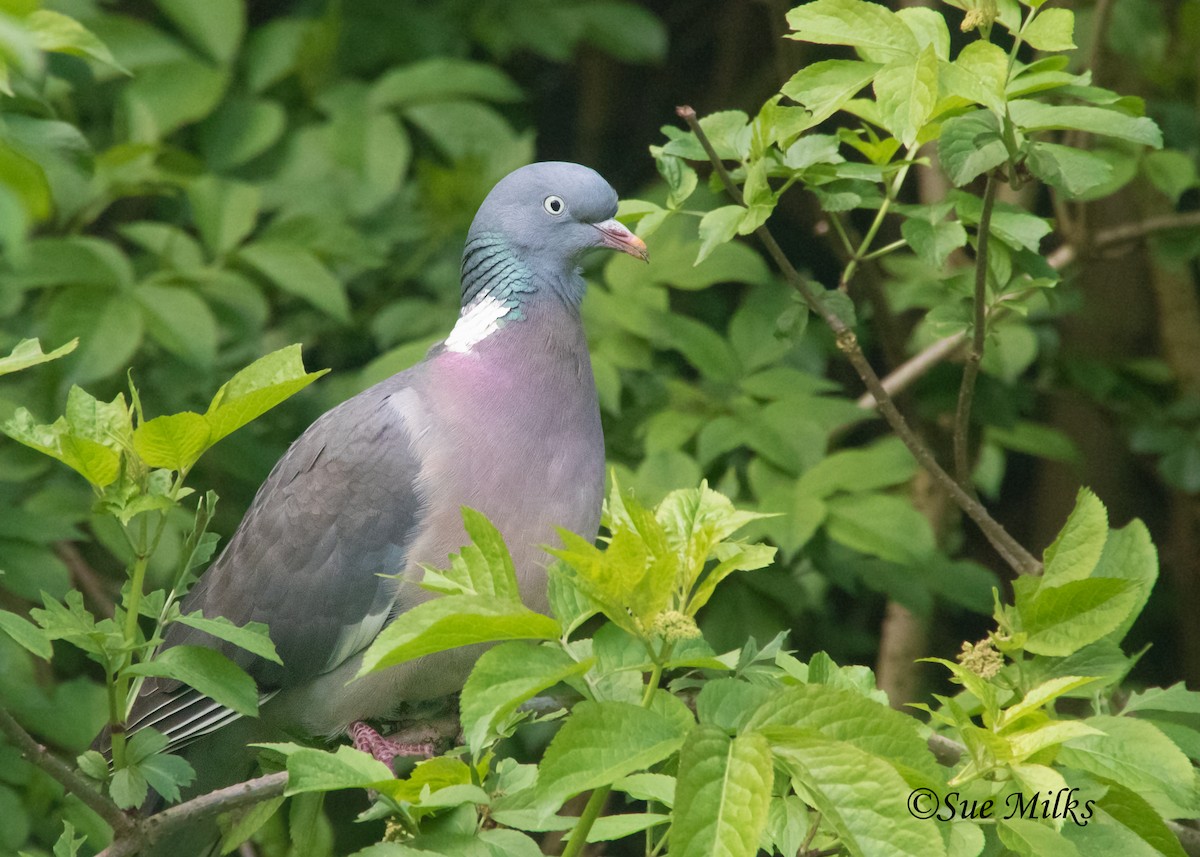 Common Wood-Pigeon (White-necked) - Sue&Gary Milks