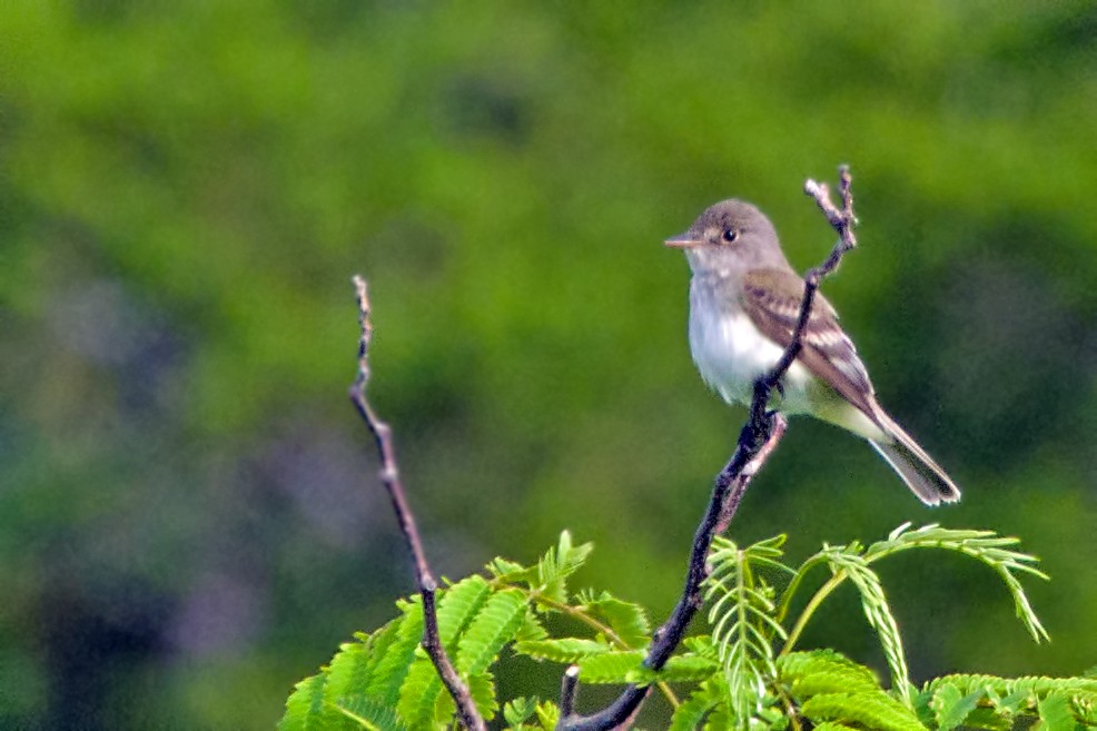 Willow Flycatcher - Rob Dickerson