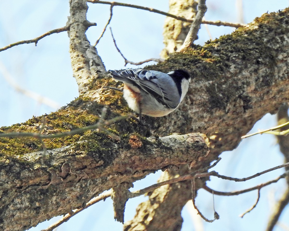 White-breasted Nuthatch - Karen Zeleznik