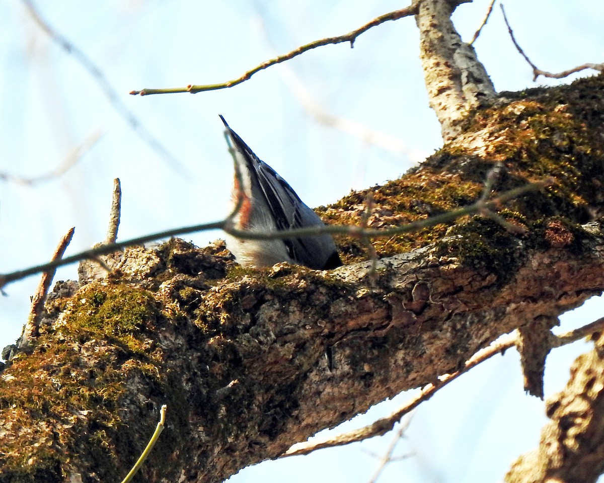 White-breasted Nuthatch - Karen Zeleznik