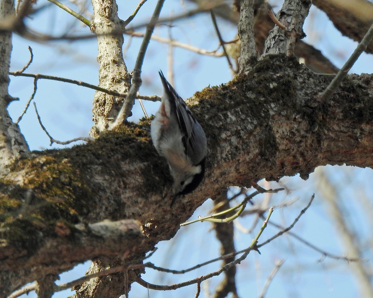 White-breasted Nuthatch - Karen Zeleznik