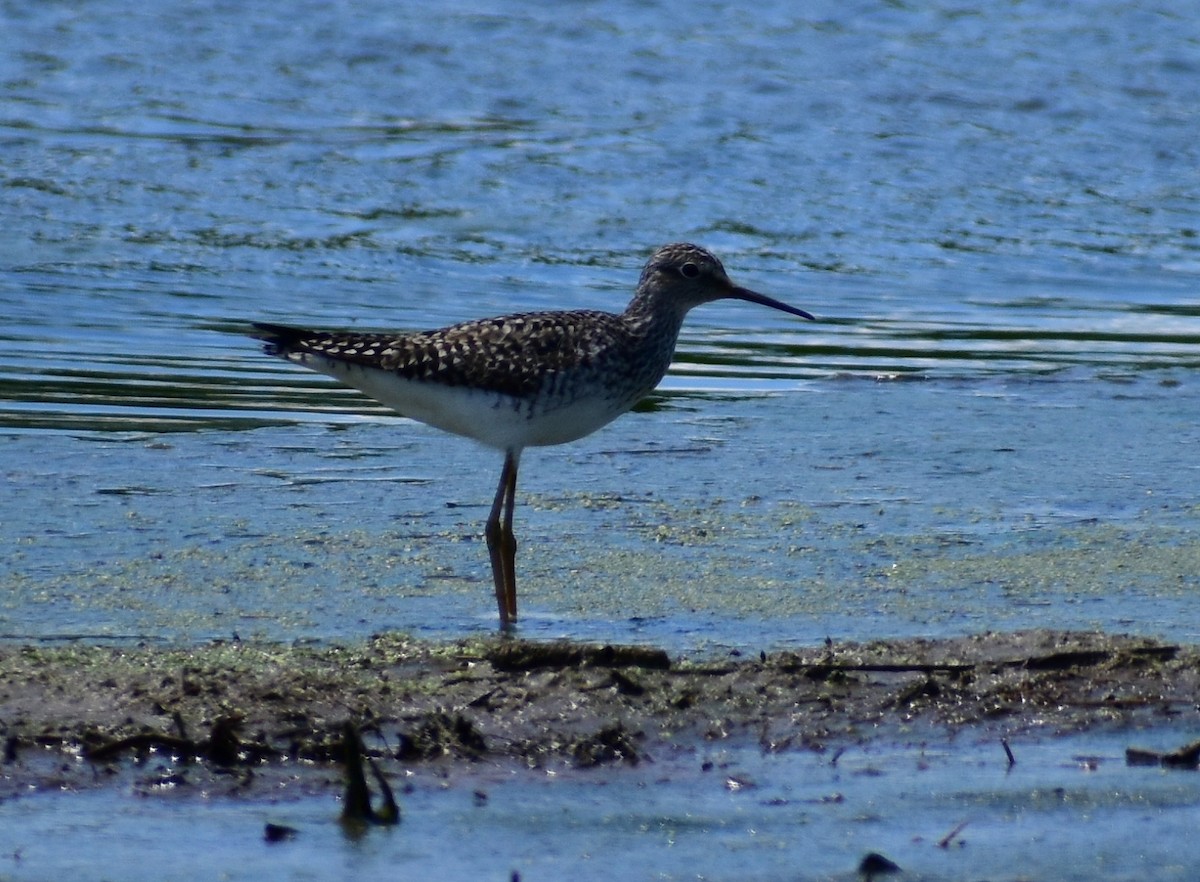 Lesser Yellowlegs - ML165037391