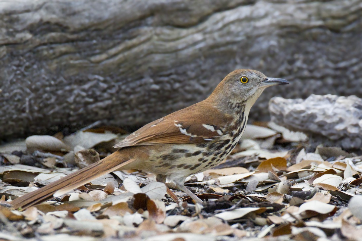 Рыжий пересмешник - ML165040831