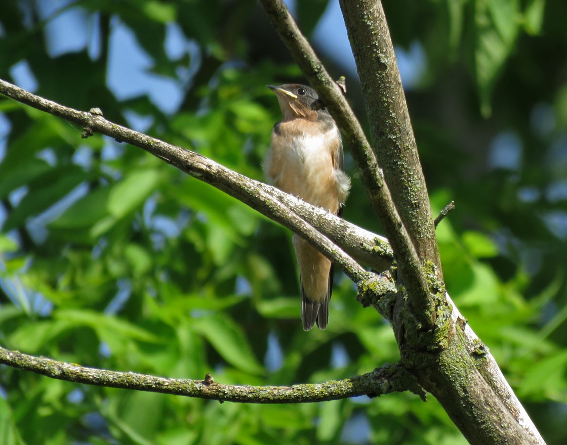 Hirondelle rustique - ML165041571