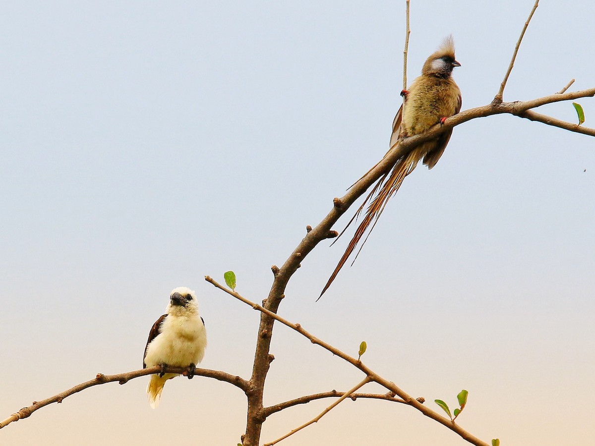 White-headed Barbet - ML165042241