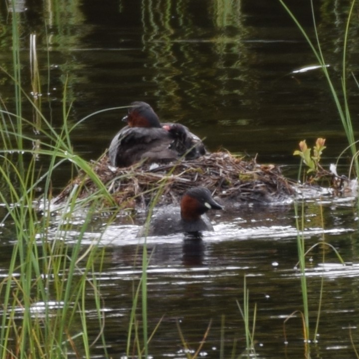 Little Grebe - Blair Whyte