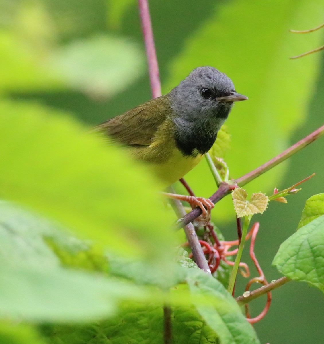 Mourning Warbler - ML165047621