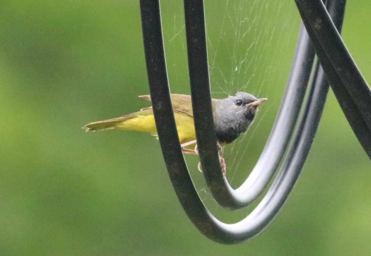 Mourning Warbler - ML165047661