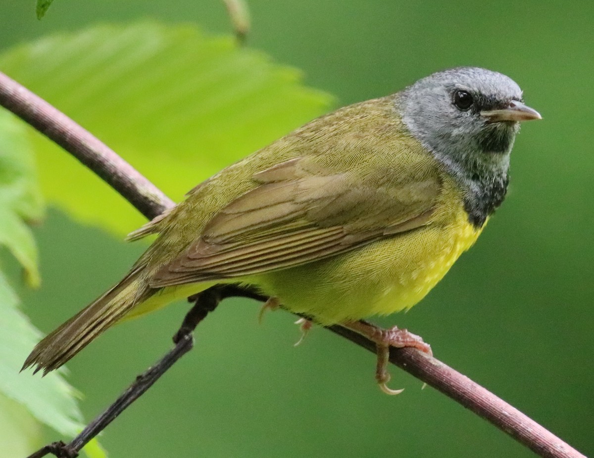 Mourning Warbler - ML165047781