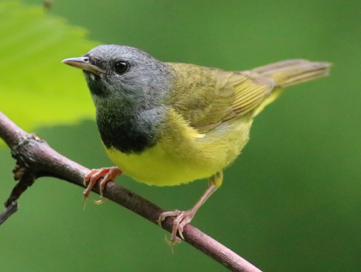 Mourning Warbler - ML165047841