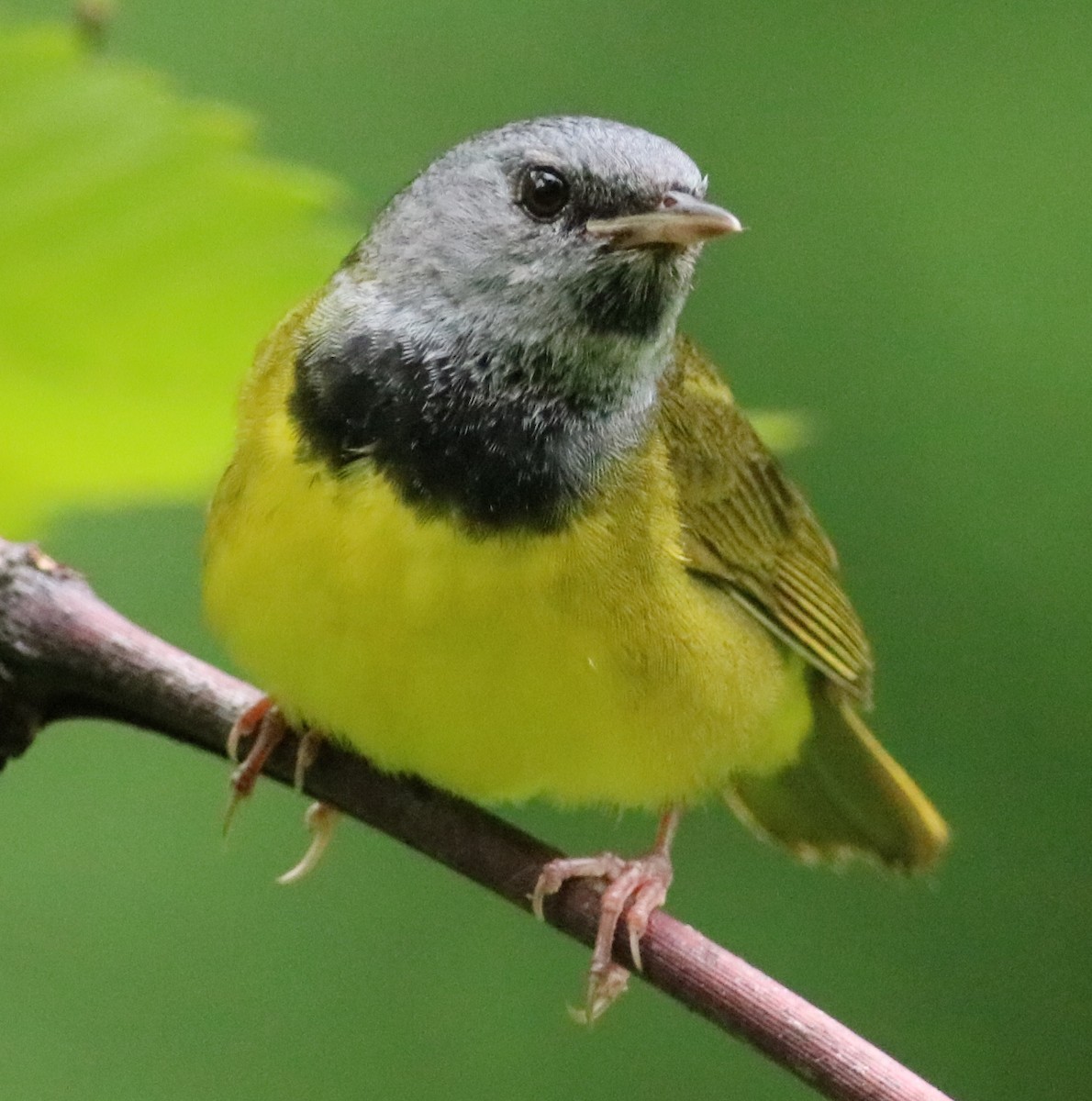 Mourning Warbler - ML165047941