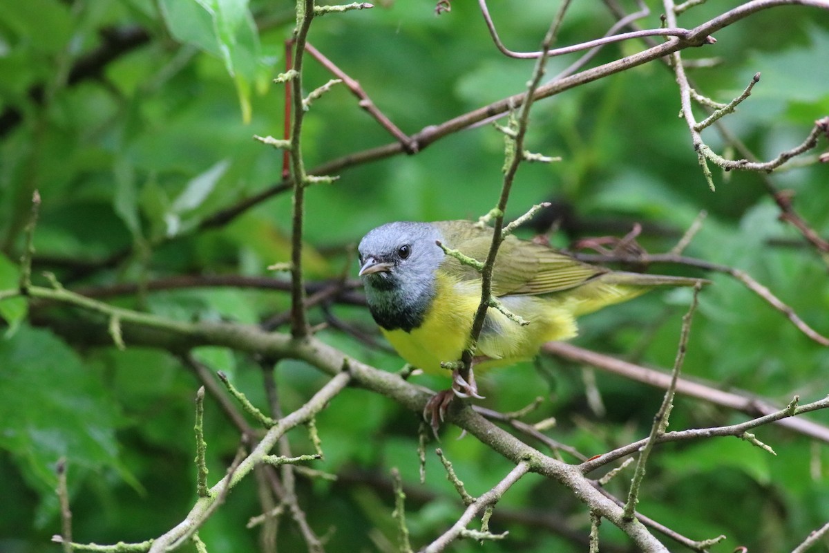 Mourning Warbler - ML165048061
