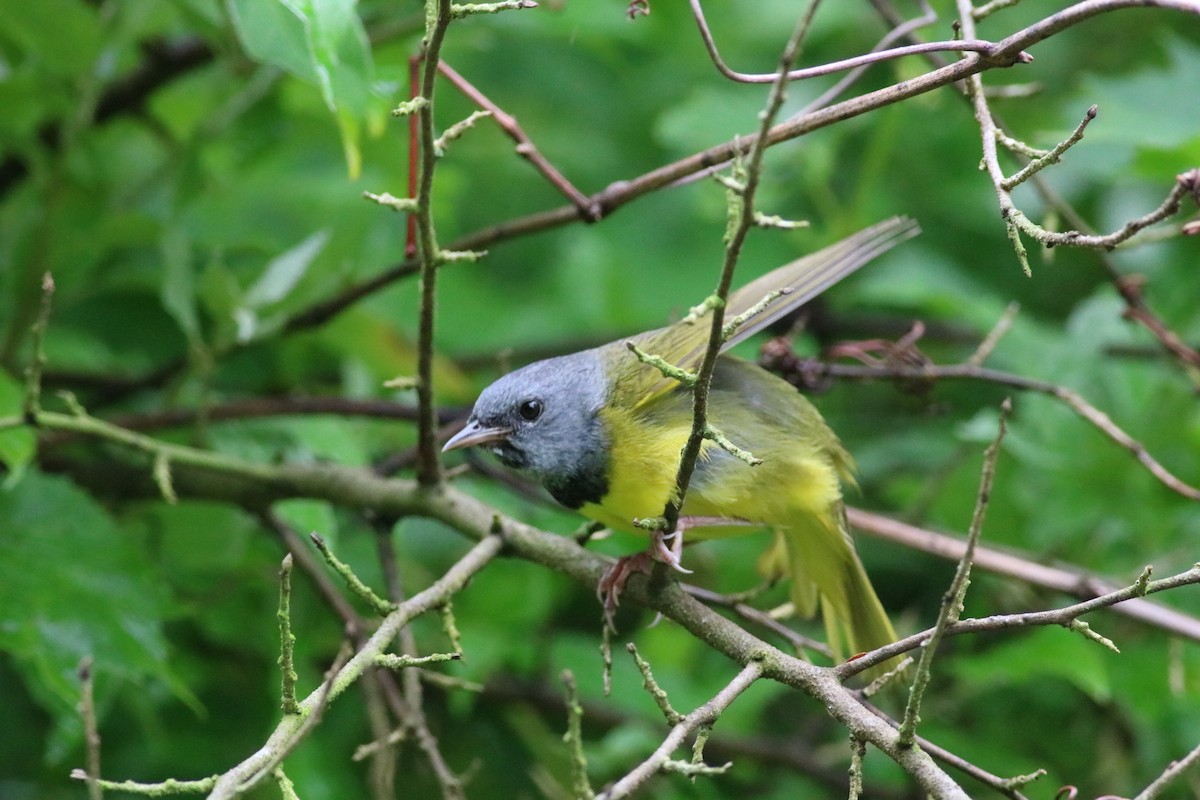 Mourning Warbler - ML165048081