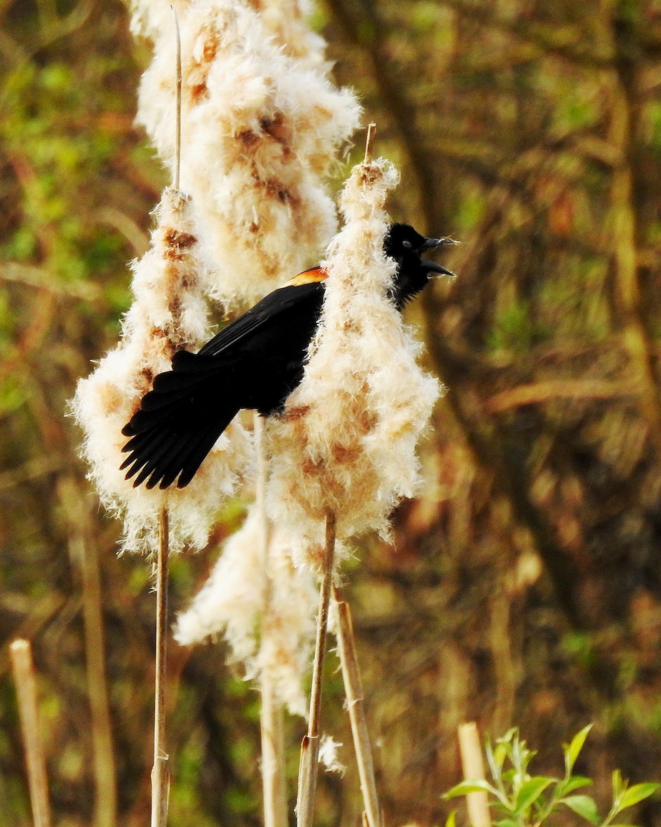 Red-winged Blackbird - ML165049011