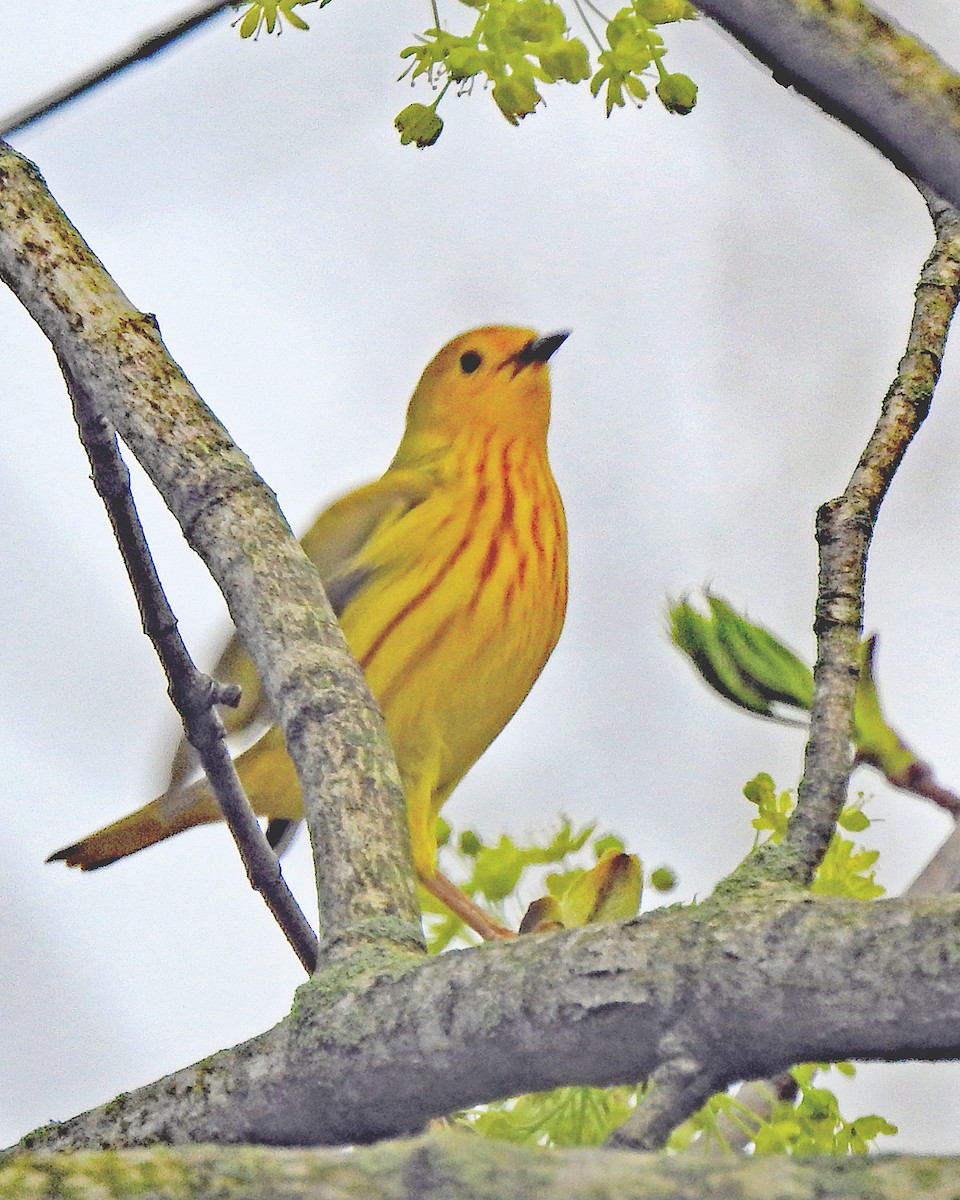 Yellow Warbler - ML165049061