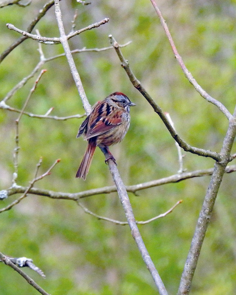 Swamp Sparrow - ML165049201