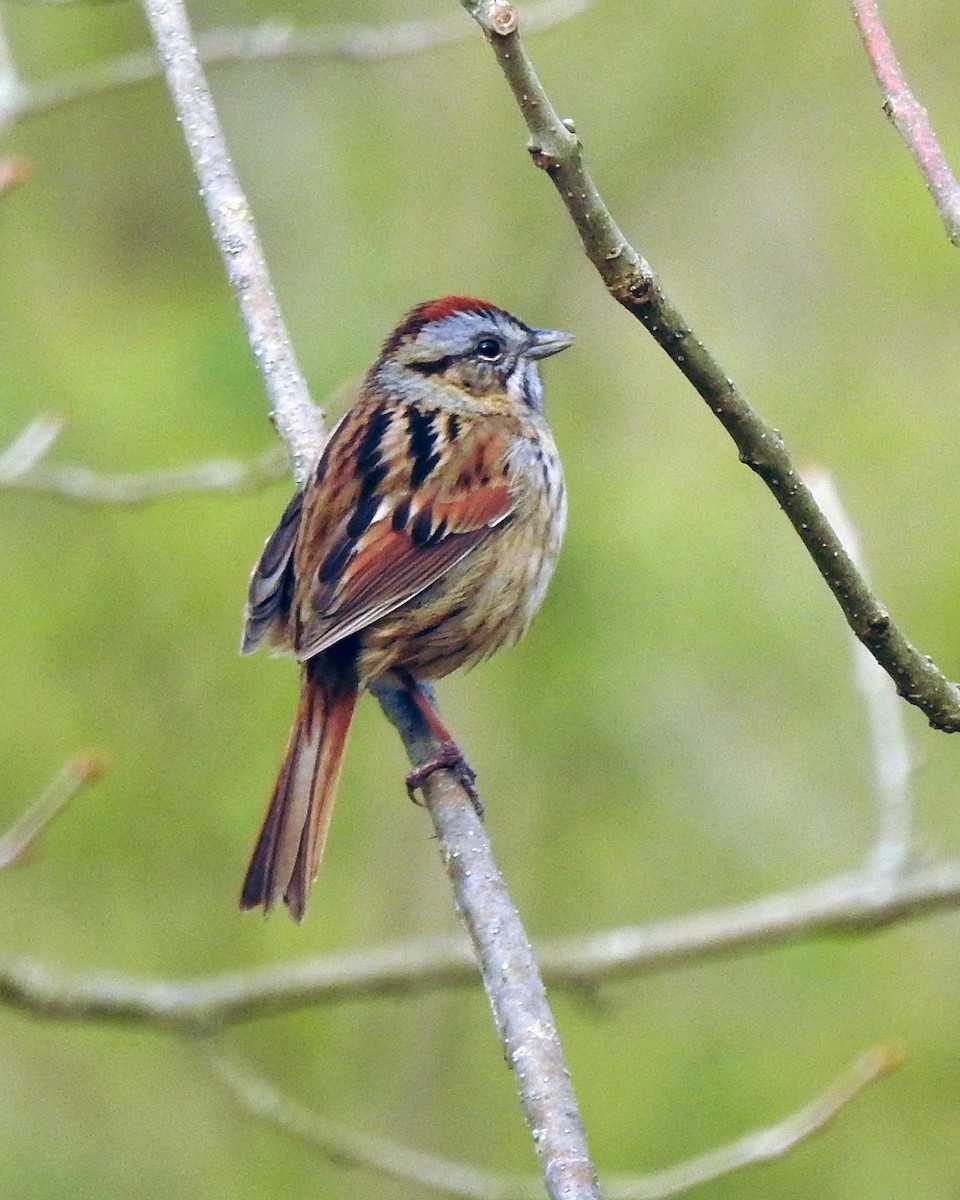 Swamp Sparrow - ML165049211