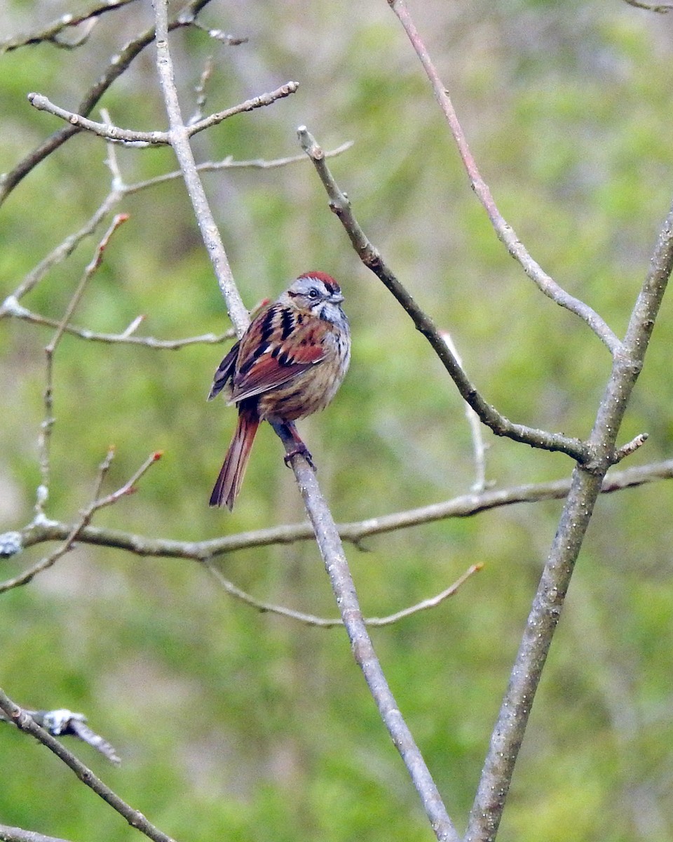 Swamp Sparrow - ML165049251