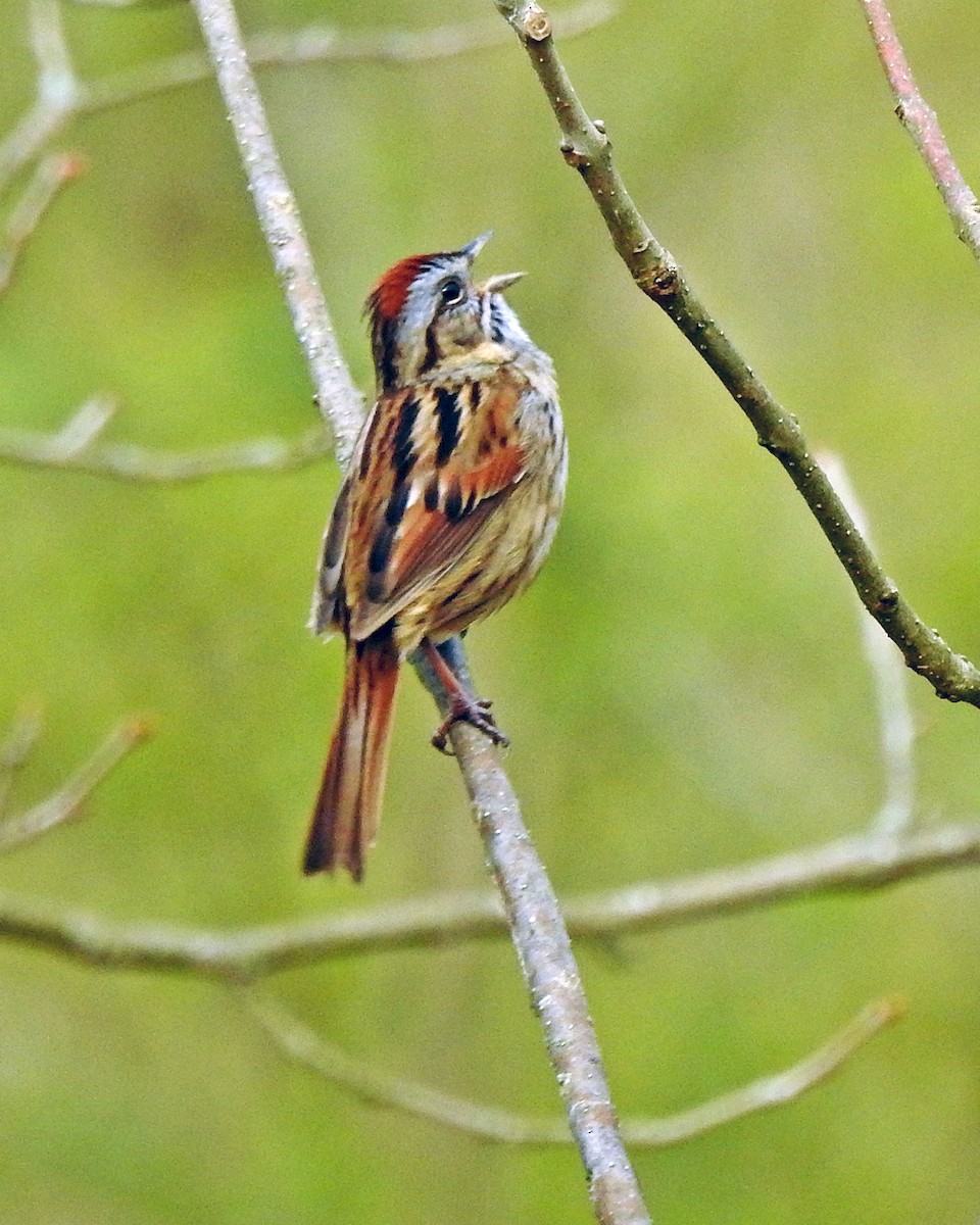 Swamp Sparrow - ML165049261