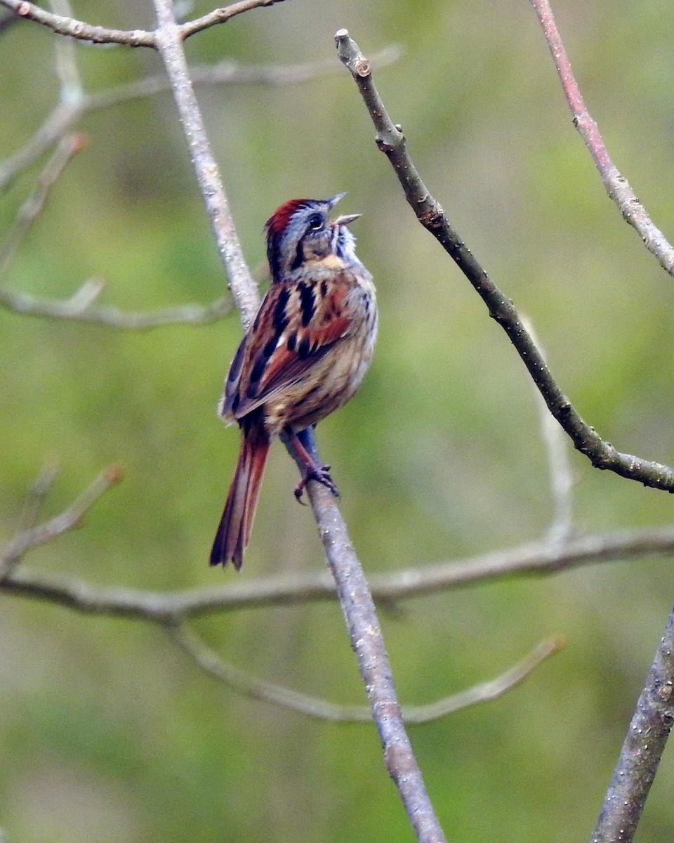 Swamp Sparrow - ML165049271