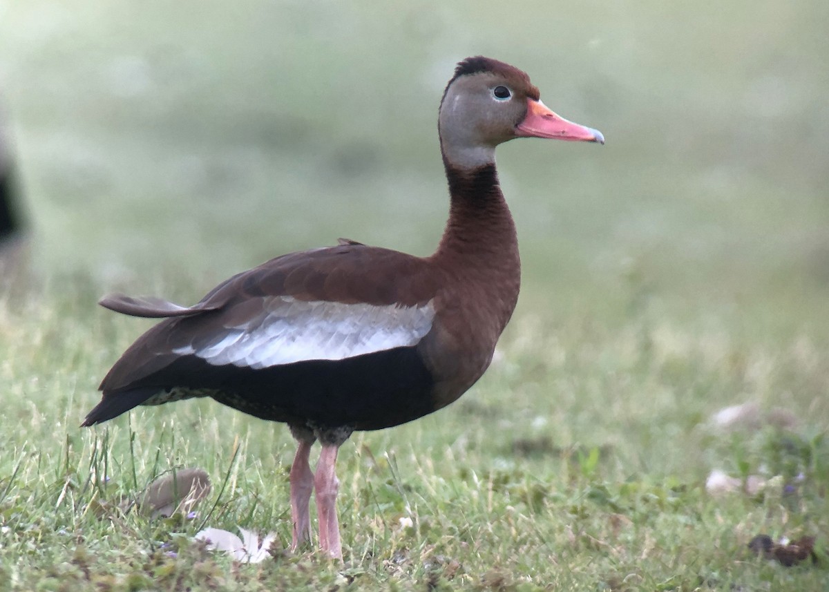 アカハシリュウキュウガモ（fulgens） - ML165051151