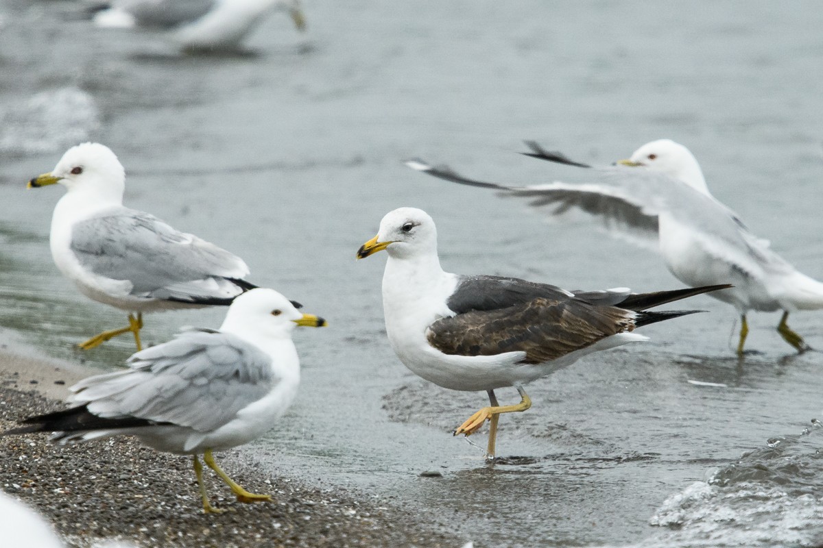 Gaviota Sombría - ML165051621