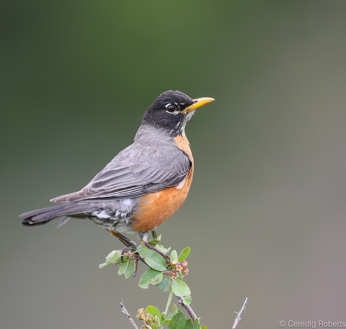 American Robin - Ceredig  Roberts