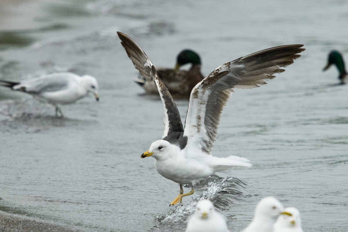 Lesser Black-backed Gull - ML165051891