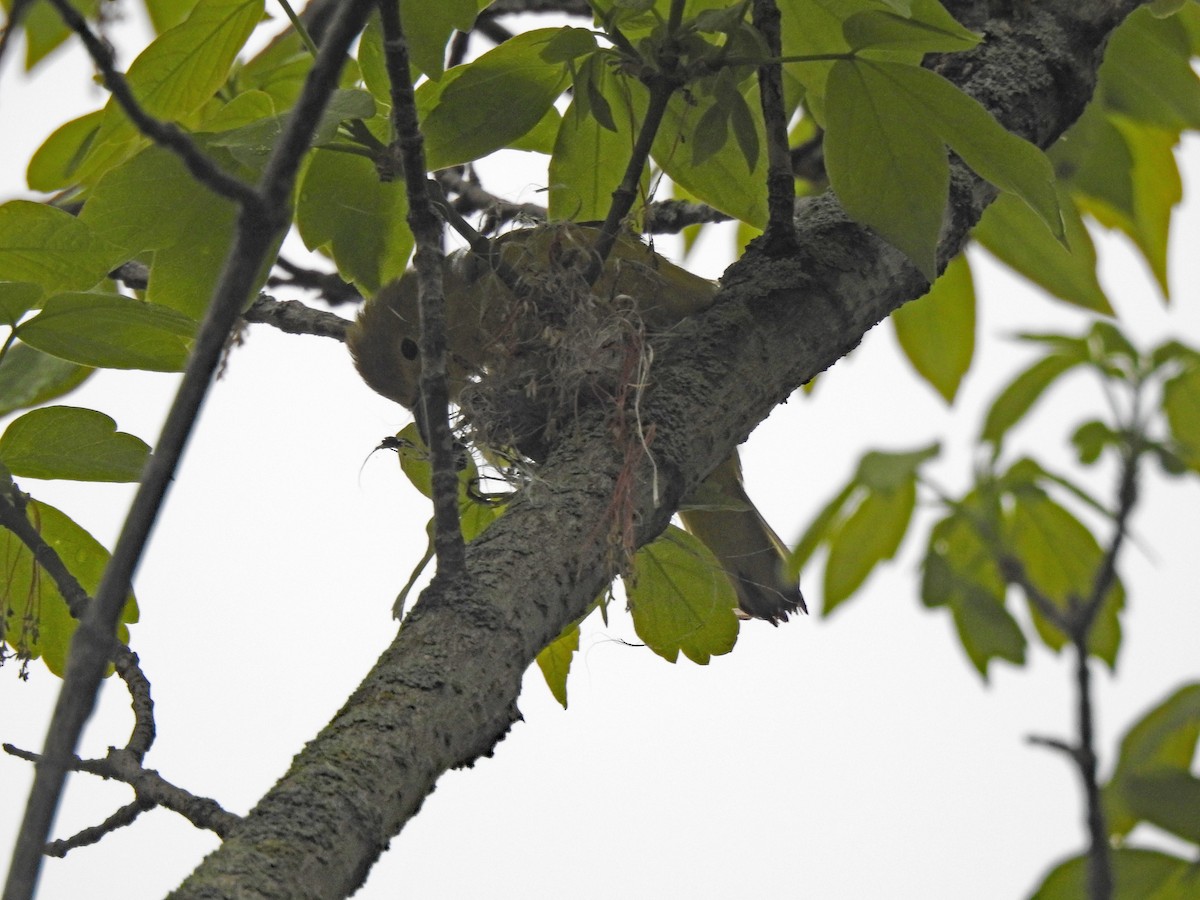 Yellow Warbler - ML165052221