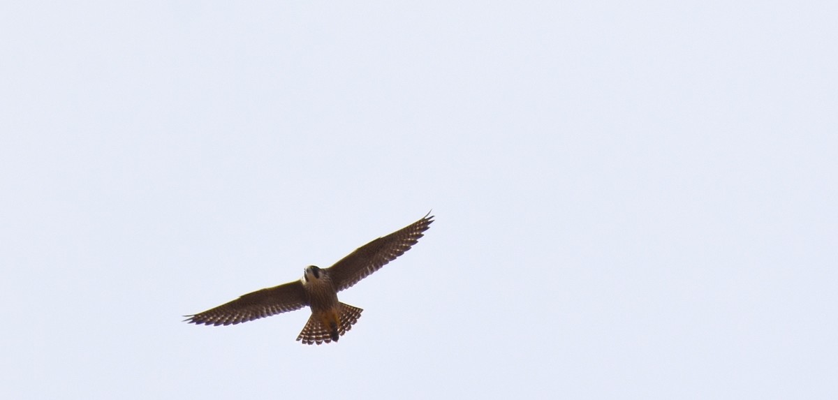 Peregrine Falcon - ML165052571