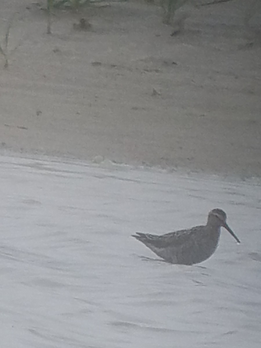 Stilt Sandpiper - ML165054601