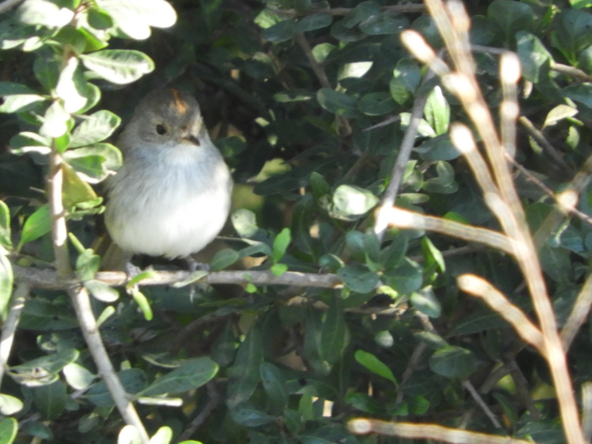 Fulvous-crowned Scrub-Tyrant - ML165055371