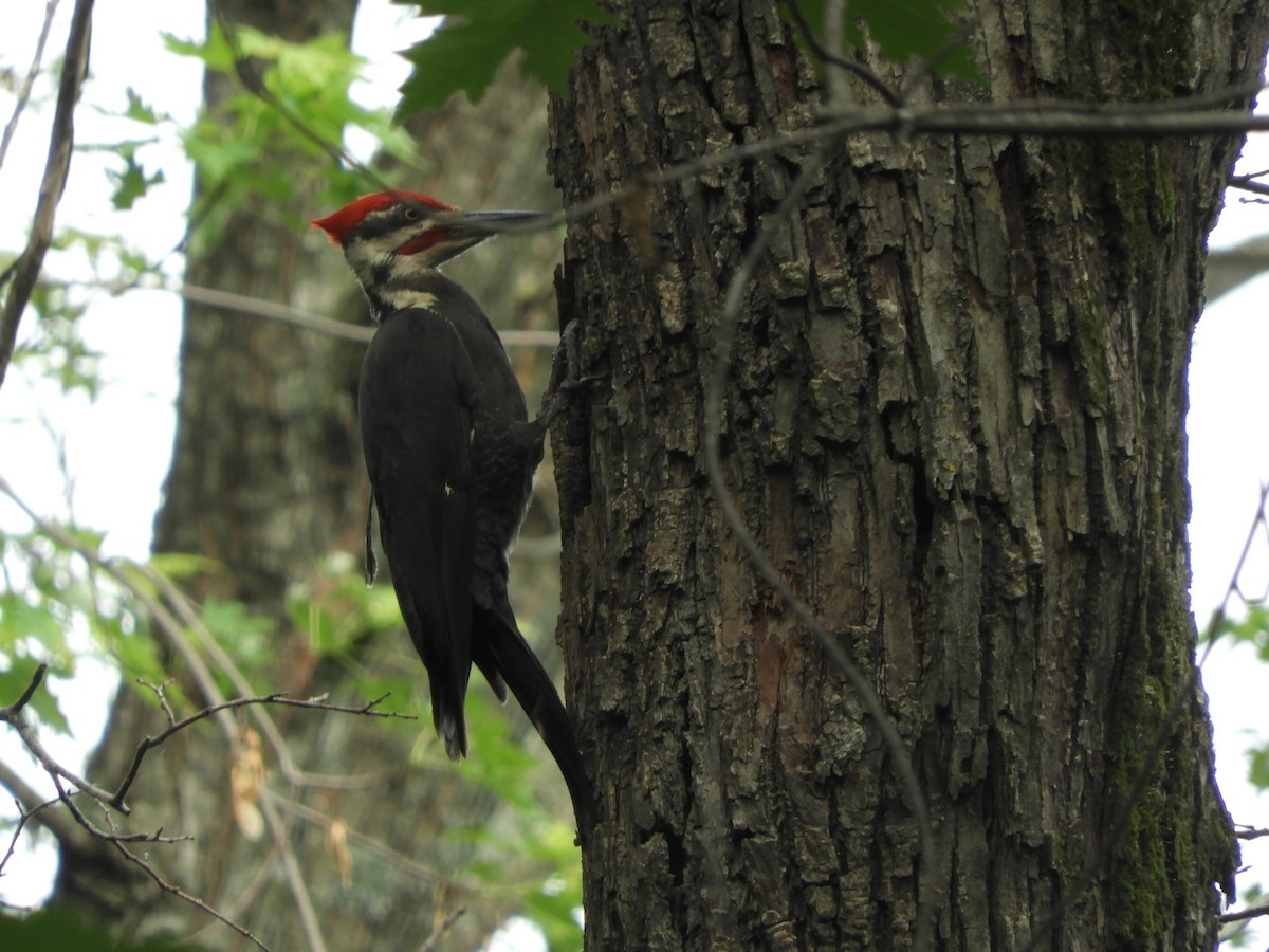 Pileated Woodpecker - Paul Suchanek