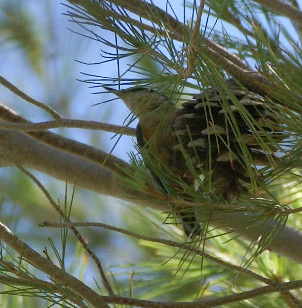 Red-breasted Nuthatch - ML165056441