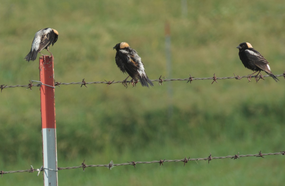 Bobolink - ML165057371