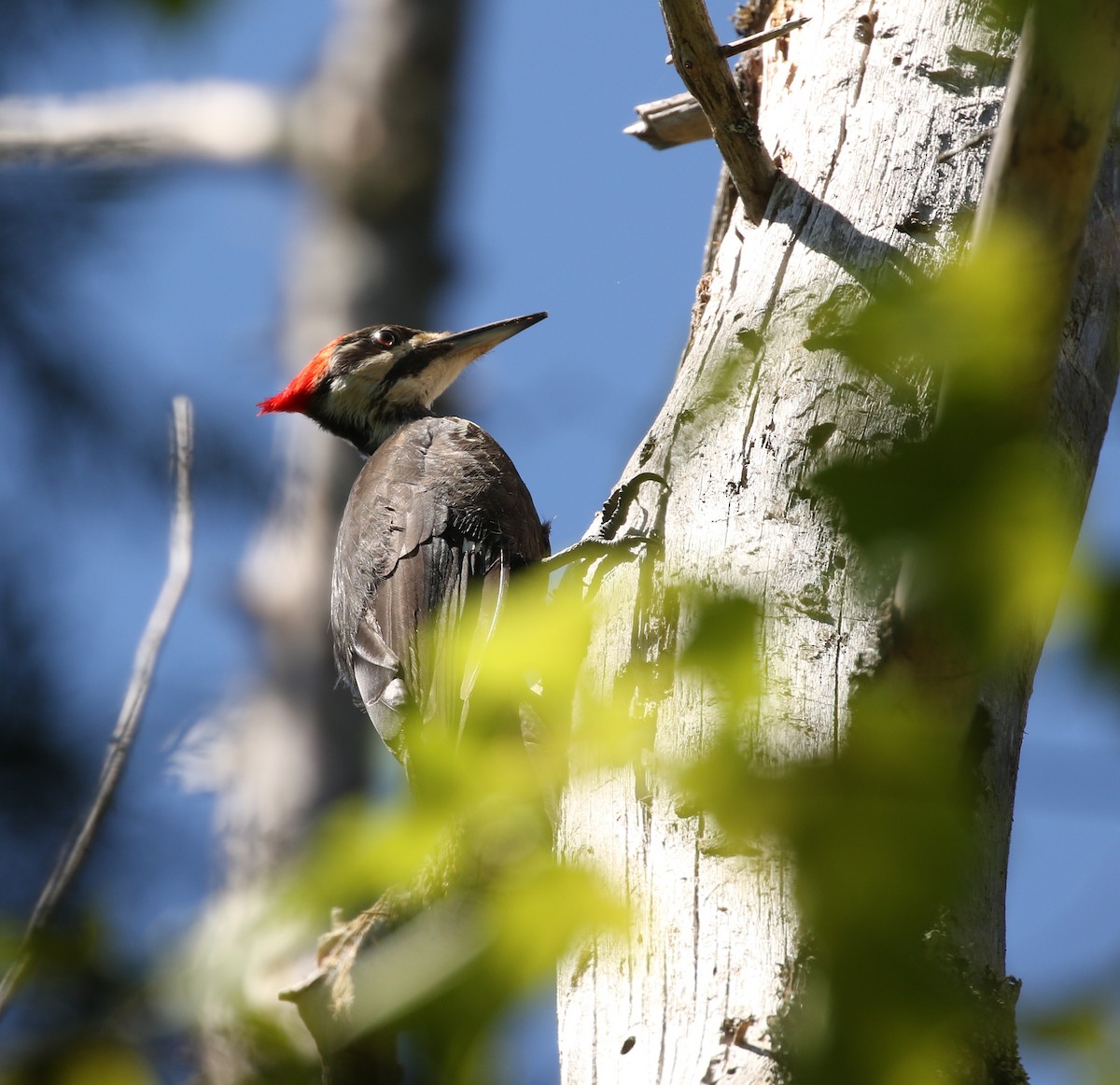 Pileated Woodpecker - ML165057711