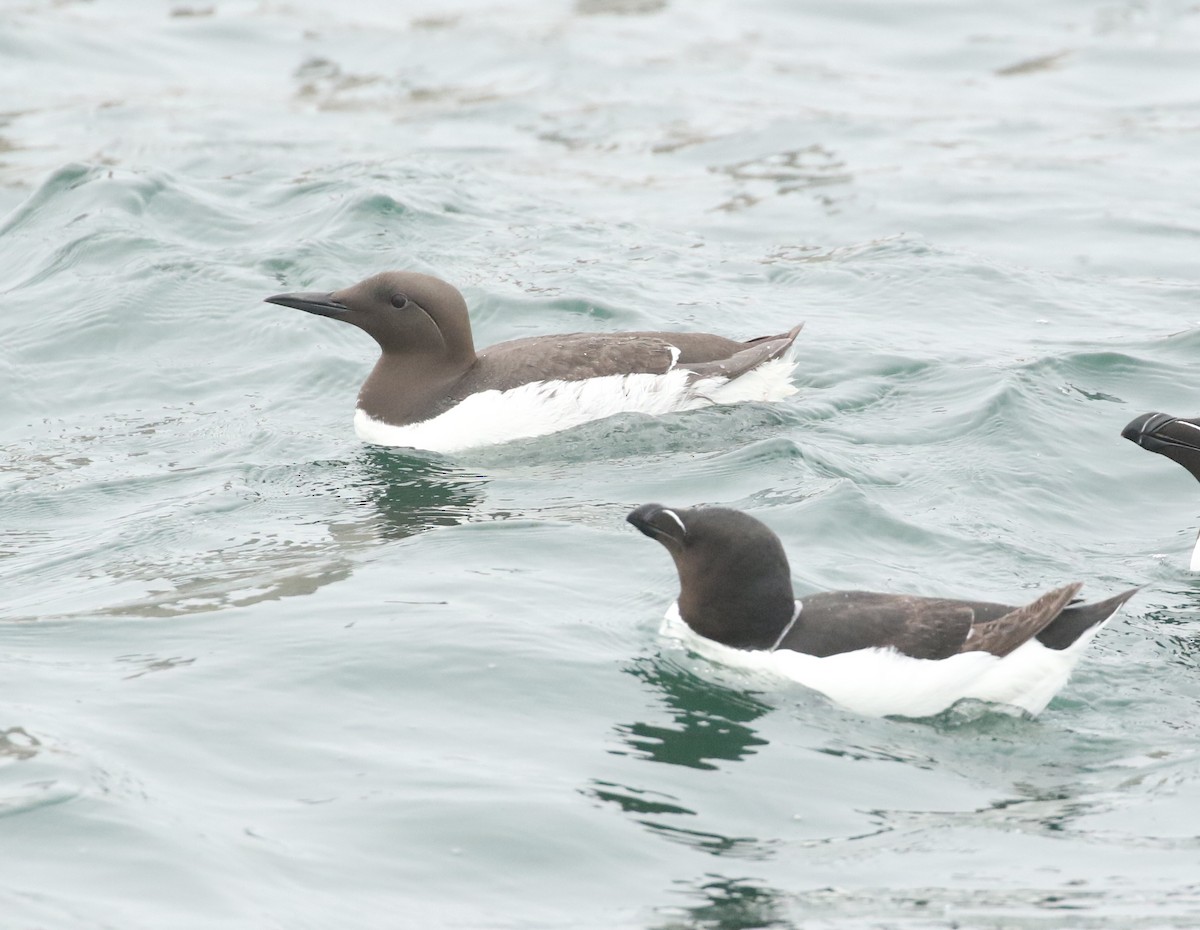 Common Murre - Ezra Staengl