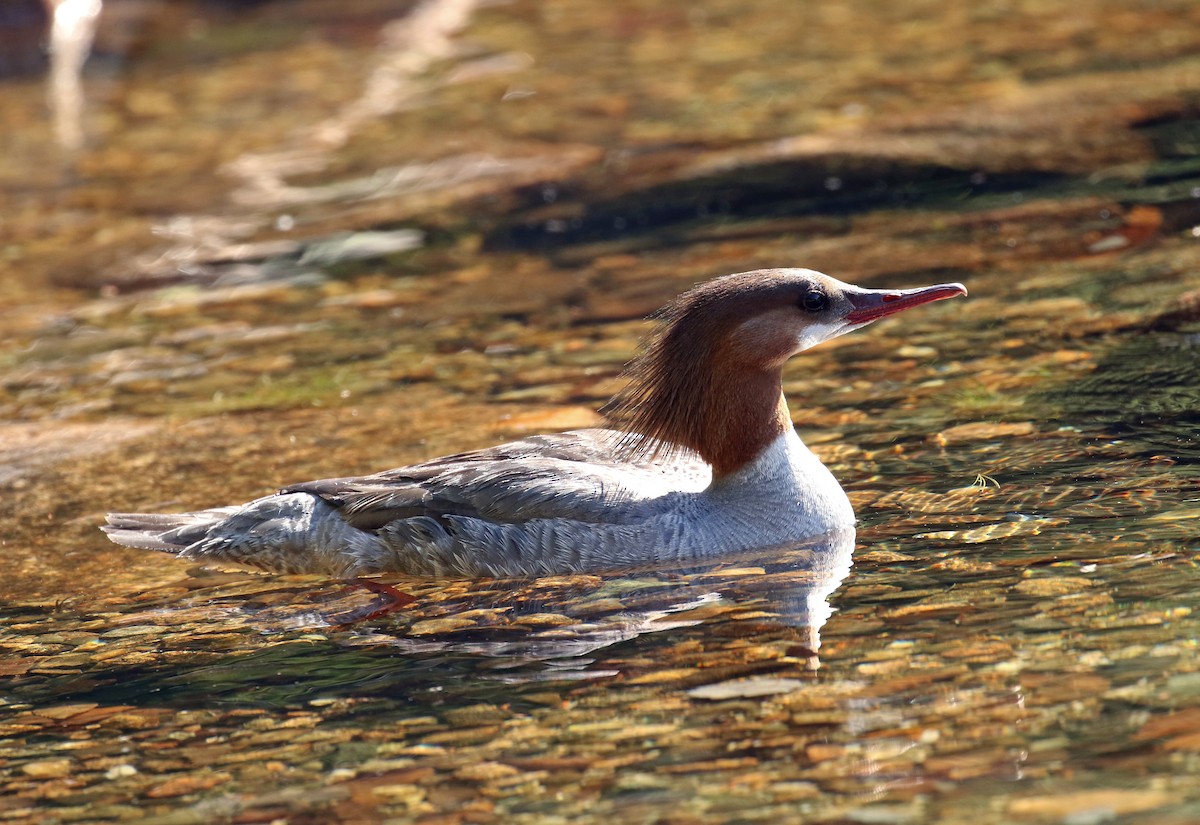 Common Merganser - Ezra Staengl