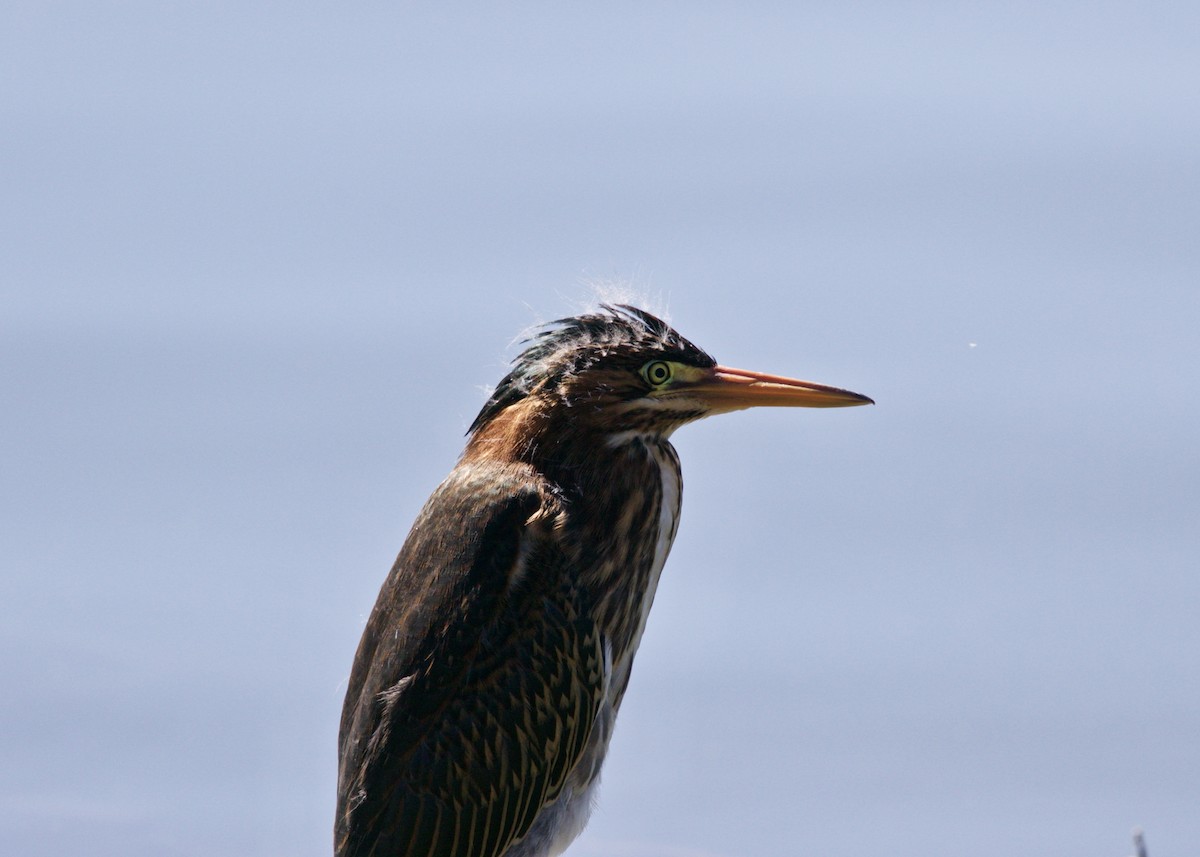 Green Heron - ML165061621