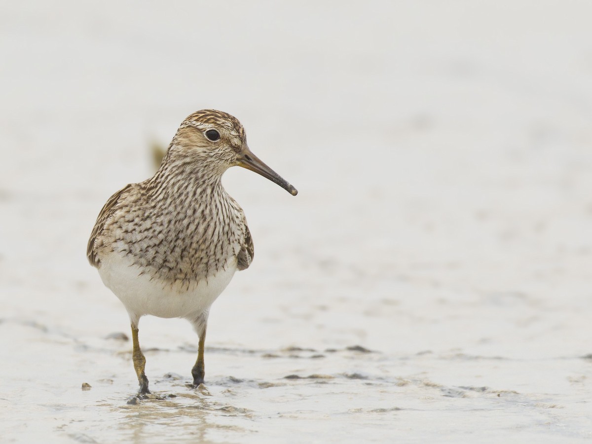 Pectoral Sandpiper - pierre martin