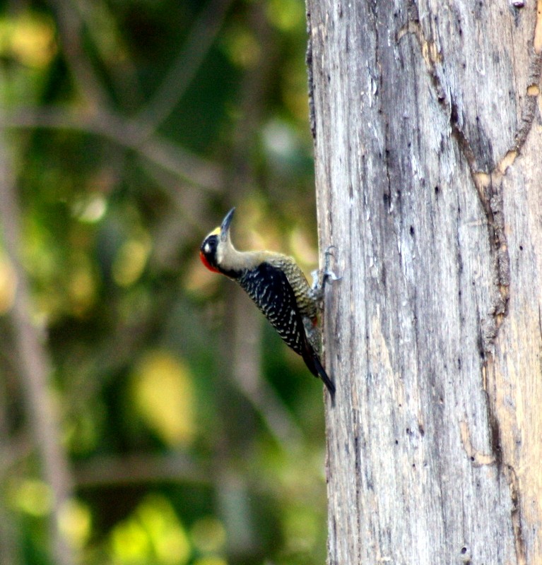 Black-cheeked Woodpecker - ML165063051