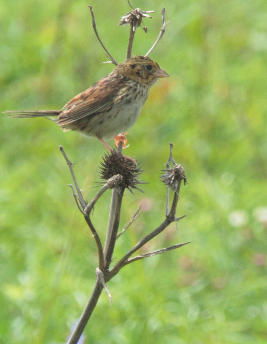 Henslow's Sparrow - ML165063401