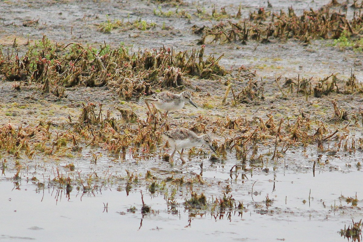 Black-necked Stilt - ML165063861