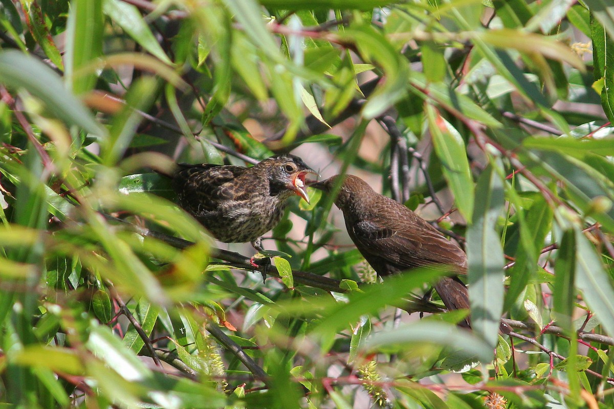 Red-winged Blackbird - ML165063881