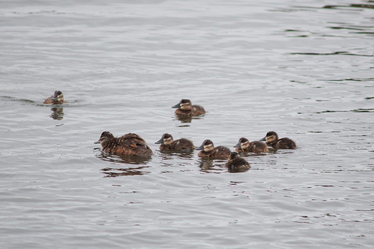 Ruddy Duck - ML165064161