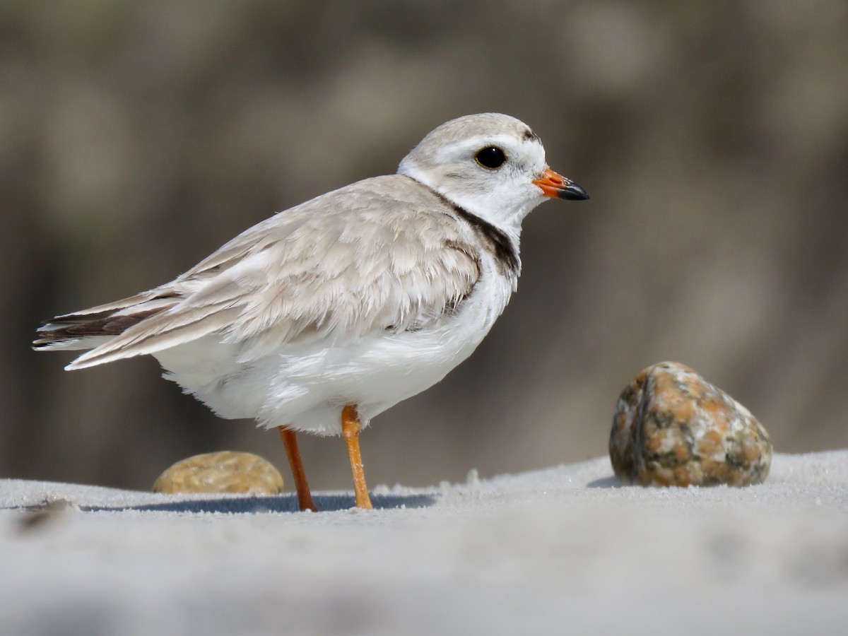 Piping Plover - ML165065811