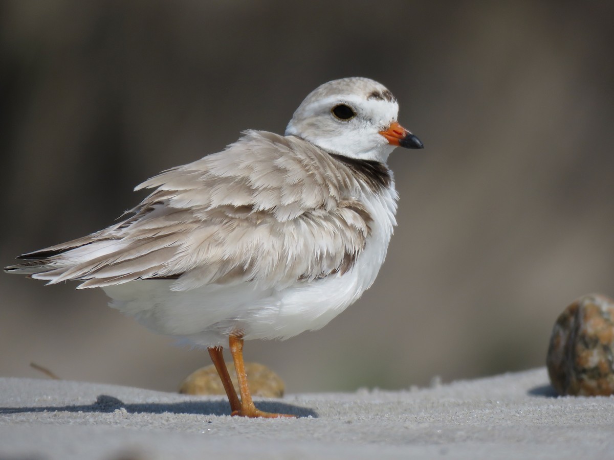 Piping Plover - ML165065821