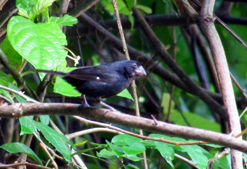 Thick-billed Seed-Finch - Rolando Chávez