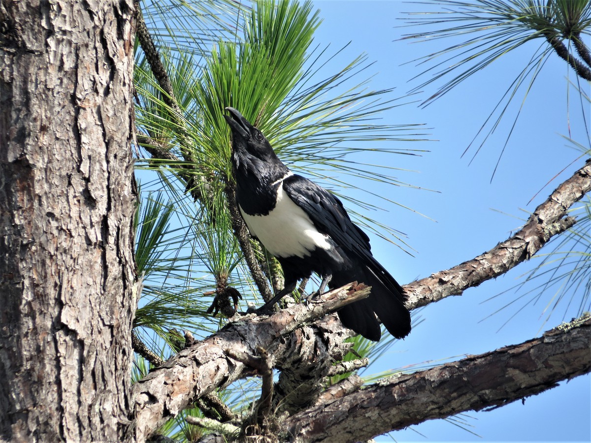 Corbeau pie - ML165066251